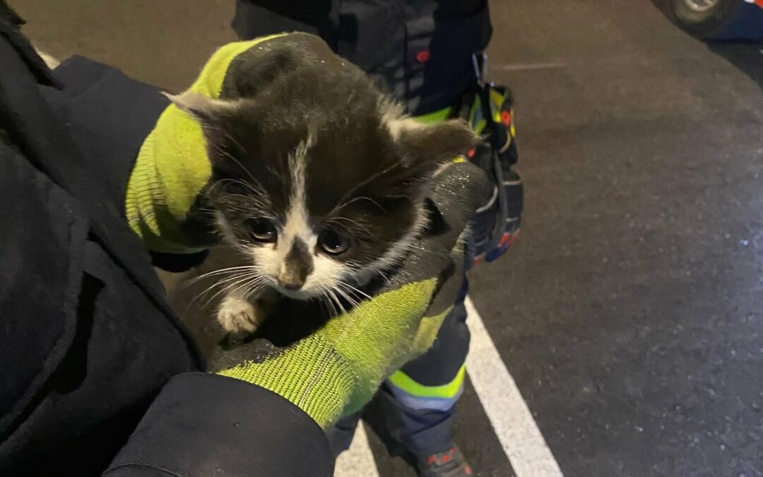 Feuerwehr rettet Katzenbaby